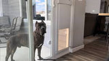 WiFi Controlled Smart Electronic Doggie & Kitty Pet Door for Sliding Glass Door